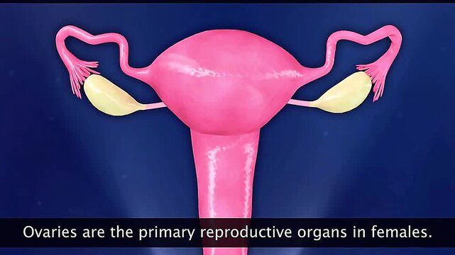 Human female ovary size and anatomy