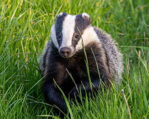 European badger running in a grass field margin. Characteristic black and white markings on face.  © Robert L Parker