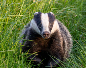 European badger running in a grass field margin. Characteristic black and white markings on face.  © Robert L Parker