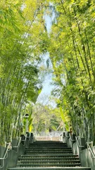 Fototapete Badezimmer Ascending stone staircase surrounded by lush green bamboo grove on a sunny day  © Andy