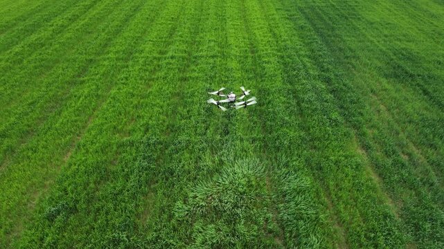 Agricultural drone spraying field crop automated flight path