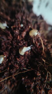 Small white snails hatch in soil as they start their life cycle indoors in a garden setting
