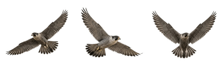 Obraz premium Wild Hawk Eagle Flying Isolated On Transparent Background Predatory Bird Wings Spread Wildlife Nature