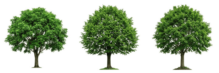 Obraz premium Green Deciduous Tree Summer Foliage Nature PNG Set