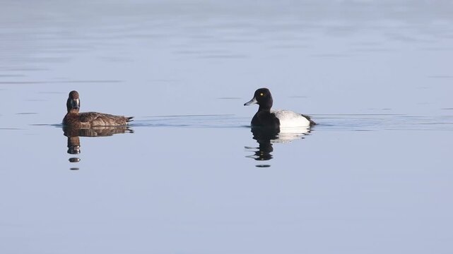 A lesser scaup (Aythya affinis) pair, drake and hen, swim on calm open water at Eagle Lake, California, in slow motion.