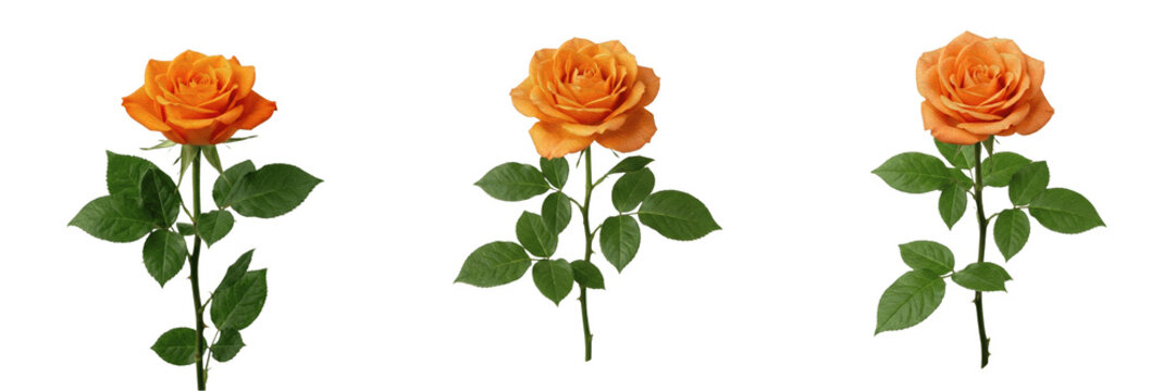 ingle Orange Rose Flower with Green Stem Transparent PNG Cutout for Vibrant Botanical Floral Design