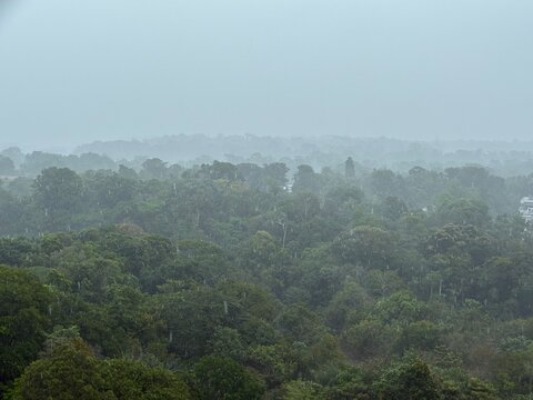 Paisagem &uacute;mida da Amaz&ocirc;nia com chuva tropical em Ponta Negra Manaus Brasil