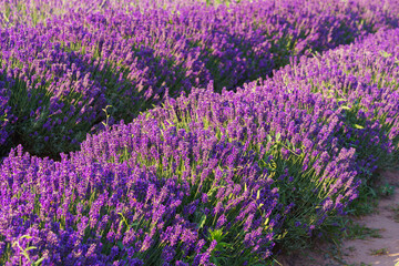 Naklejka premium Wide view of blooming lavender field under strong summer light. Rows of vibrant purple flowers create stunning natural texture, representing fragrance. Landscape, natural background, herbal wallpaper