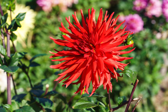 Bright red Dahlia pinnata or cactus dahlia flower with long pointed petals blooming in summer garden or flowerbed with soft colorful floral background. Plant breeding, gardening, decorative flowers