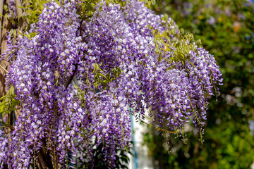 Selective focus of purple flowers Wisteria sinensis or Blue rain, Chinese wisteria is species of flowering plant in the pea family, Its twisting stems and masses of scented flowers in hanging racemes. © Sarawut