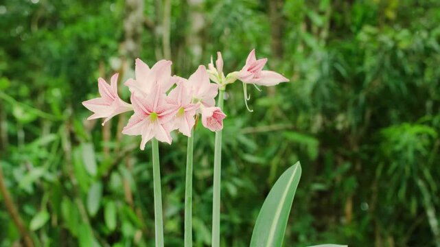 Hippeastrum reticulatum, the netted-veined amaryllis, is a flowering perennial herbaceous bulbous plant, in the family Amaryllidaceae, native to South America. 