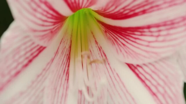 Amaryllis belladonna, the Jersey lily, belladonna-lily, naked-lady-lily, or March lily, is a plant species native to Cape Province in South Africa. 