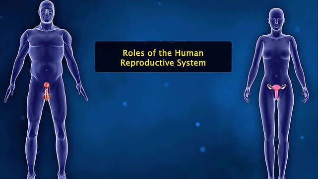 Roles of Human reproductive system