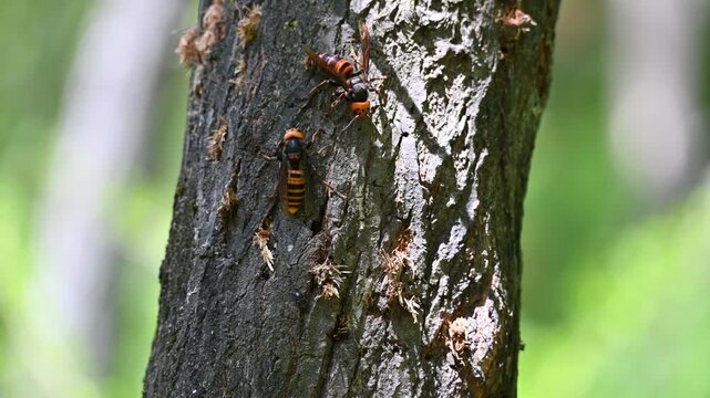 樹液を求める2匹のオオスズメバチの女王