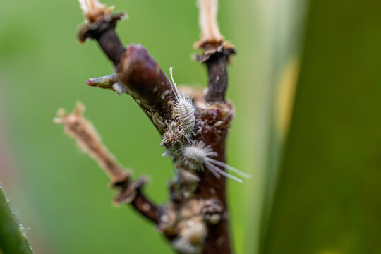 Mealybugs on Plant Stem Macro