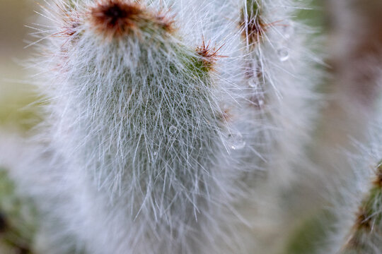 Hairy Cactus" Images  Browse 177 Stock Photos, Vectors, and Video | Adobe  Stock