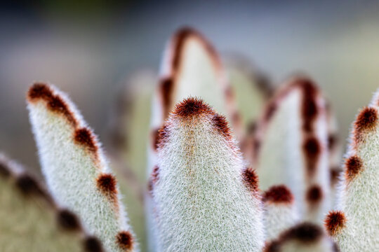 Bunny Ear Cactus Macro Closeup