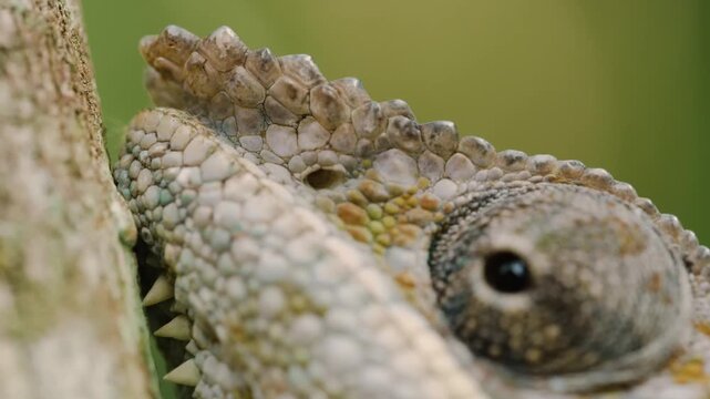 Extreme close up of Eyes of The panther chameleon (Furcifer pardalis) in Madagascar.
