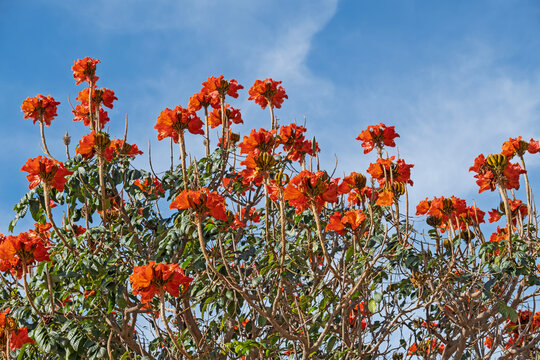 Afrikanische Tulpenbaum (Spathodea campanulata)