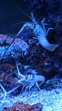 Group of blue lobsters on rocky surface in aquarium. Multiple blue crustaceans moving over dark coral rocks in deep blue underwater environment.