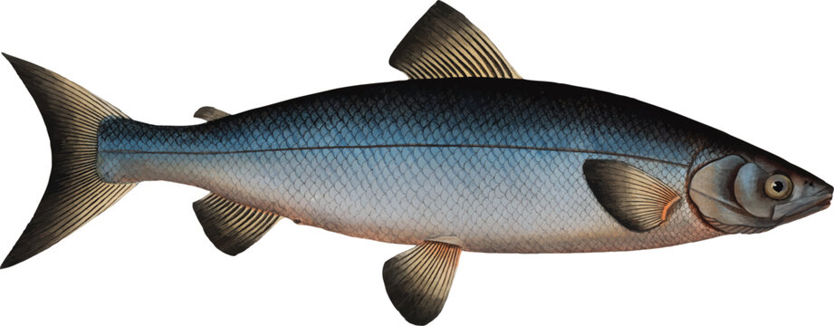 Blue salmon illustration. Male blue salmon vector illustration. Wartmanni Salmon.	