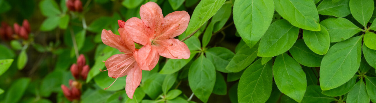 Closeup of azalea plant beginning to bloom, orange flowers with vibrant green leaves as a spring nature background
