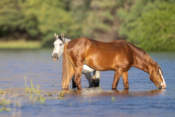 Obraz premium Wild Chestnut and Dapple Gray Stallions Drinking from the Salt River in the Tonto National Forest in Arizona United States