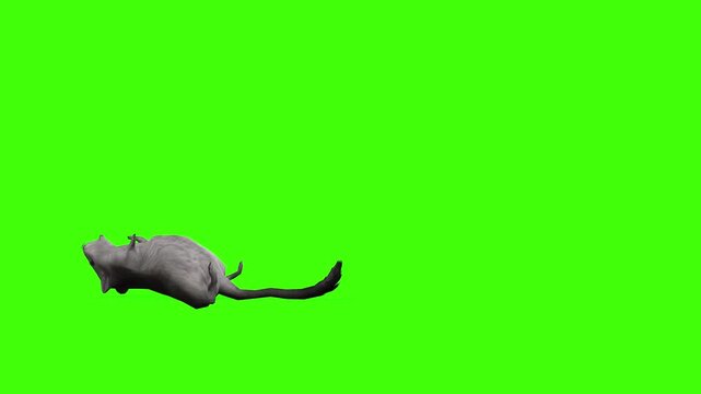 4k long tail Rat Rodents died from a gunshot wound, cycle loop side view animation on isolated Green Screen Animal, 3D Realistic mice, mouse fell from the attack rendering on the chroma key