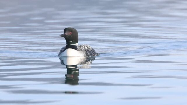 A common loon (Gavia immer) in breeding plumage swims toward the camera while looking around at Eagle Lake in Lassen County, California.