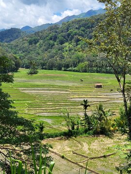 Plantation de riz, r&eacute;gion de Ella, Sri Lanka. 