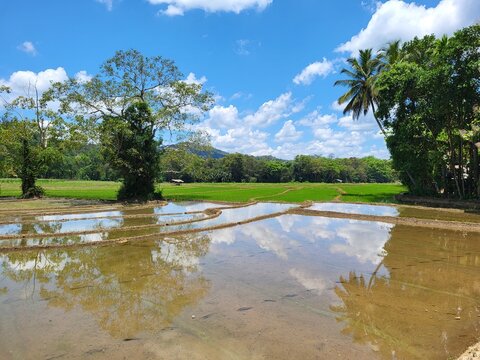 Plantation de riz, r&eacute;gion de Ella, Sri Lanka. 