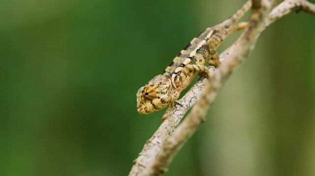 Madagascar pimple-nose chameleon Camale nariz de espinilla de Madagascar (Calumma nasutum).