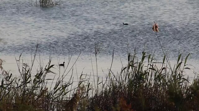 lago