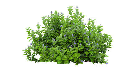 Fototapeta premium Vibrant green garden bush with small purple flowers isolated on transparent background for landscape design.