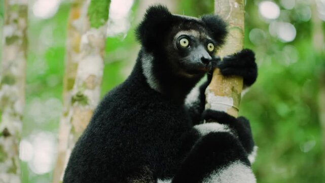 Indri is a species of strepsirrine primate of the Indriidae family, the largest lemur that can be found today in Madagascar, the island where these prosimians are endemic. 