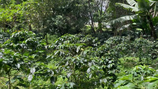 Lush Green Shade-Grown Coffee Plantation in Fusagasuga Colombia