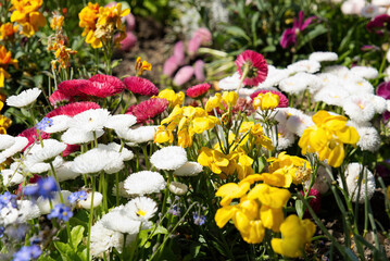 Colourful collection of wildflowers, including pink and white English daisies (bellis perennis) and wilting evening primose (oenothera biennis) in Kent, UK © Becky Overy