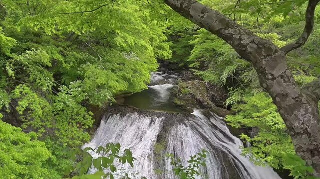 新緑に包まれる関山大滝　山形県の美しい渓谷と清流の自然動画