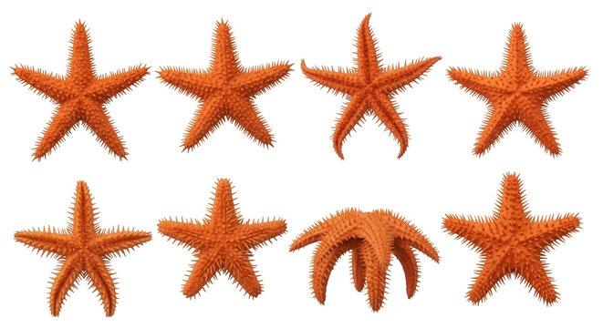 eight orange starfish display various poses on a white background marine life or ocean theme projects