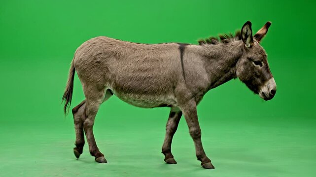 Full Body Gray Donkey Walking Slowly on Green Screen Background