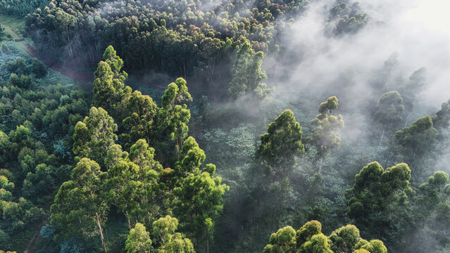 Aerial view of lush green forest canopy partially covered by thick morning mist and soft sunlight Garden Route District Municipality, Western Cape, South Africa.