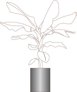 Technical line drawing of a potted tropical plant with large wavy leaves in a cylindrical planter for architectural interior design and landscape plans.