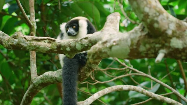 Black-and-white ruffed lemur (Varecia variegata), Vakona Forest Lodge Lemur Sanctuary, Andasibe. 
