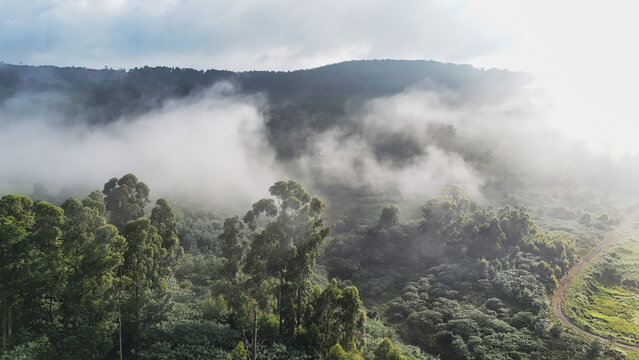 Aerial view of misty green hills and dense forest shrouded in thick white fog under a soft morning light Garden Route District Municipality, Western Cape, South Africa.