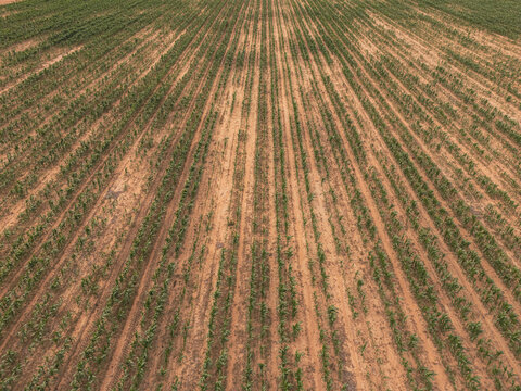 Aerial view of young green crops growing in parallel rows on reddish-brown soil in a vast agricultural field Bloemfontein, Free State, South Africa.
