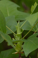Obraz premium green leaves in the garden