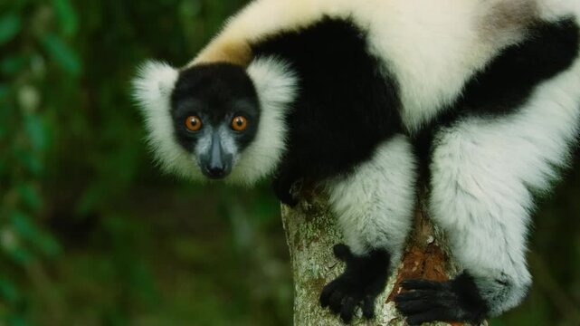 Black and White Ruffed Lemur - Varecia variegata endangered species of ruffed lemur, endemic to Madagascar, jumping and climbing mammal relative to monkeys. 