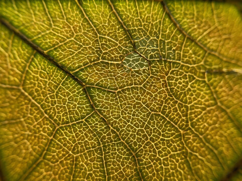Close-up of leaf vein structure.