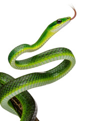 Fototapeta premium Isolated vibrant green arboreal snake with flickering tongue, elegantly coiled on a branch