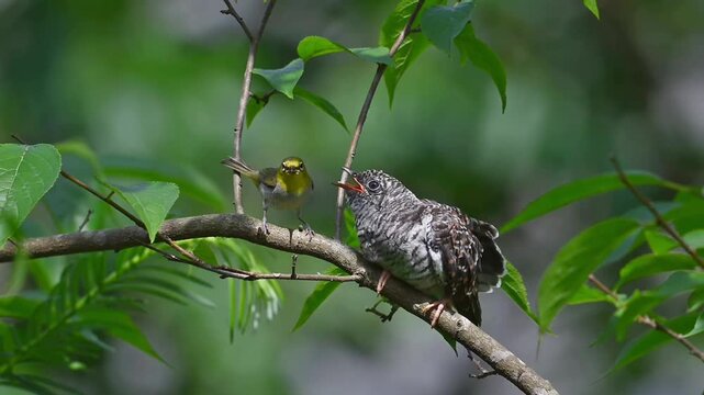 Amazing wildlife behavior showing a tiny white-eye songbird feeding a huge hungry parasitic cuckoo chick perched on a green tree branch.